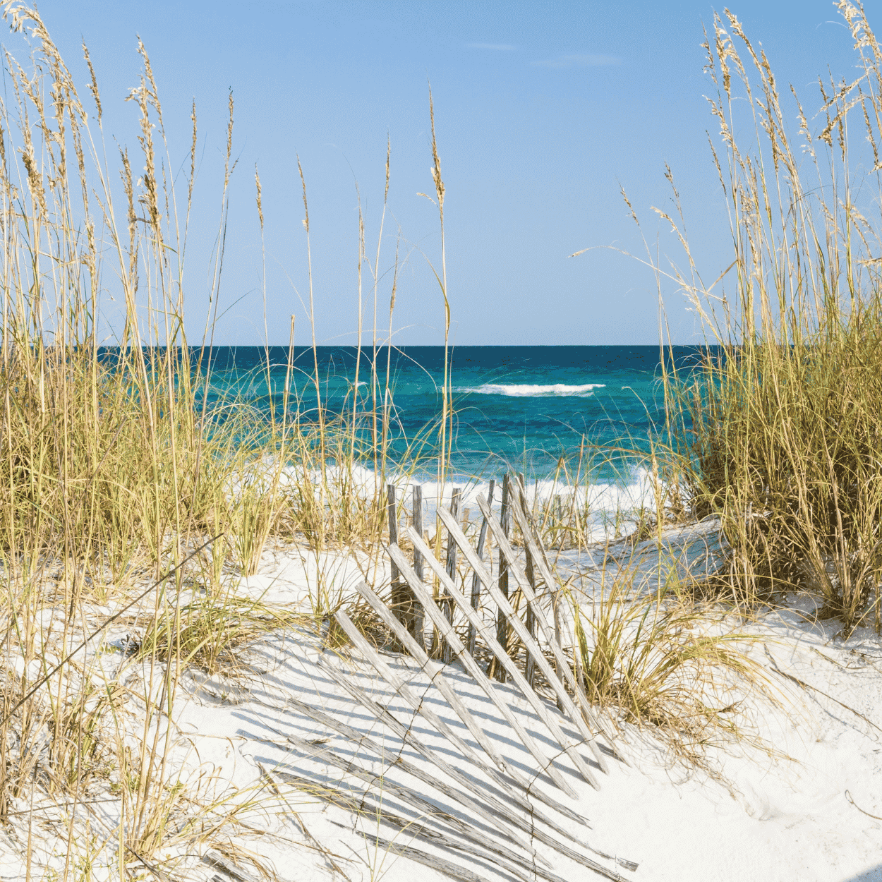 Eine Düne an der Ostsee mit Gräsern unter blauem Himmel am weißen Sandstrand.